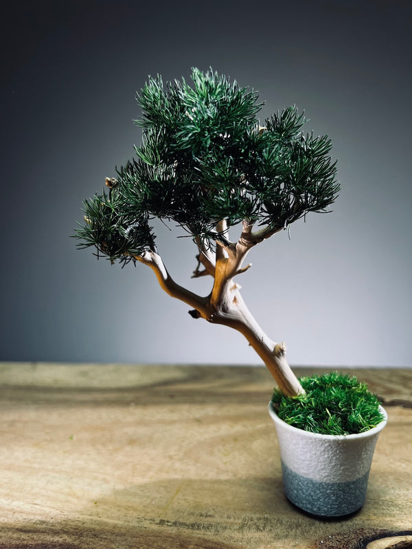 A Small Tree in the East - Pine (Preserved Plants)