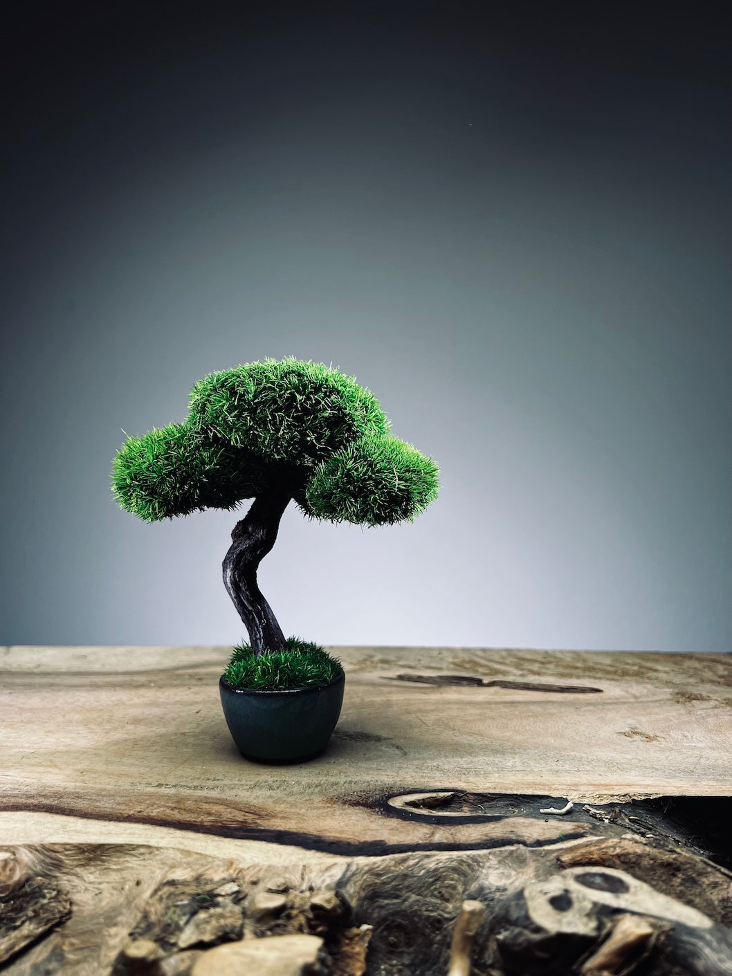 A Small Tree in the East - Classic - Rosewood edition (Preserved Plants)