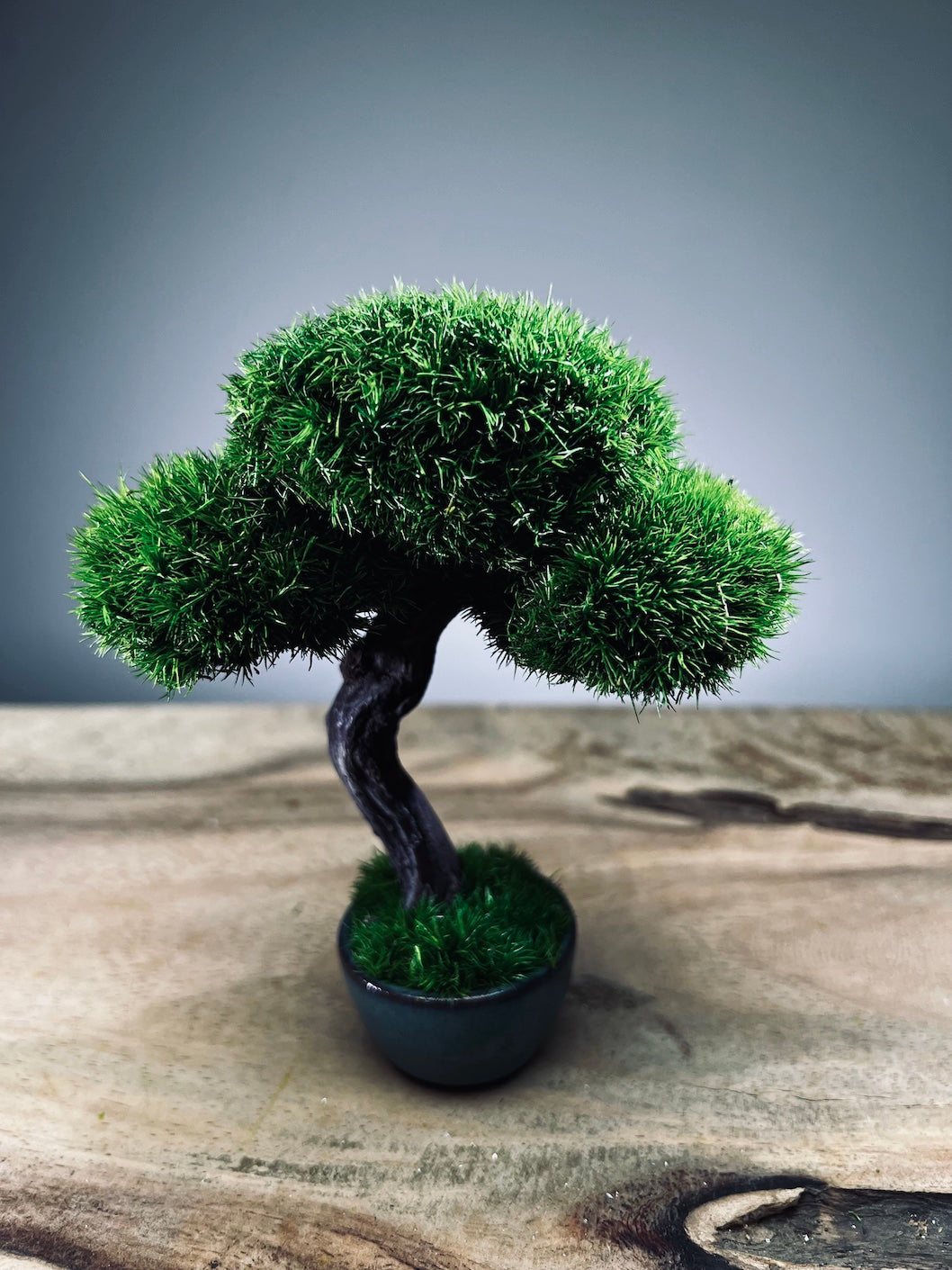 A Small Tree in the East - Classic - Rosewood edition (Preserved Plants)