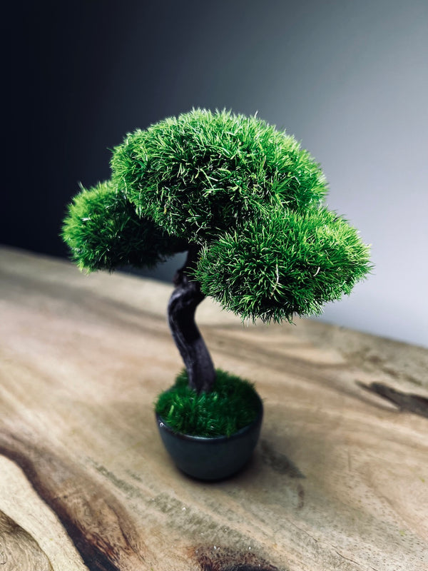 A Small Tree in the East - Classic - Rosewood edition (Preserved Plants)