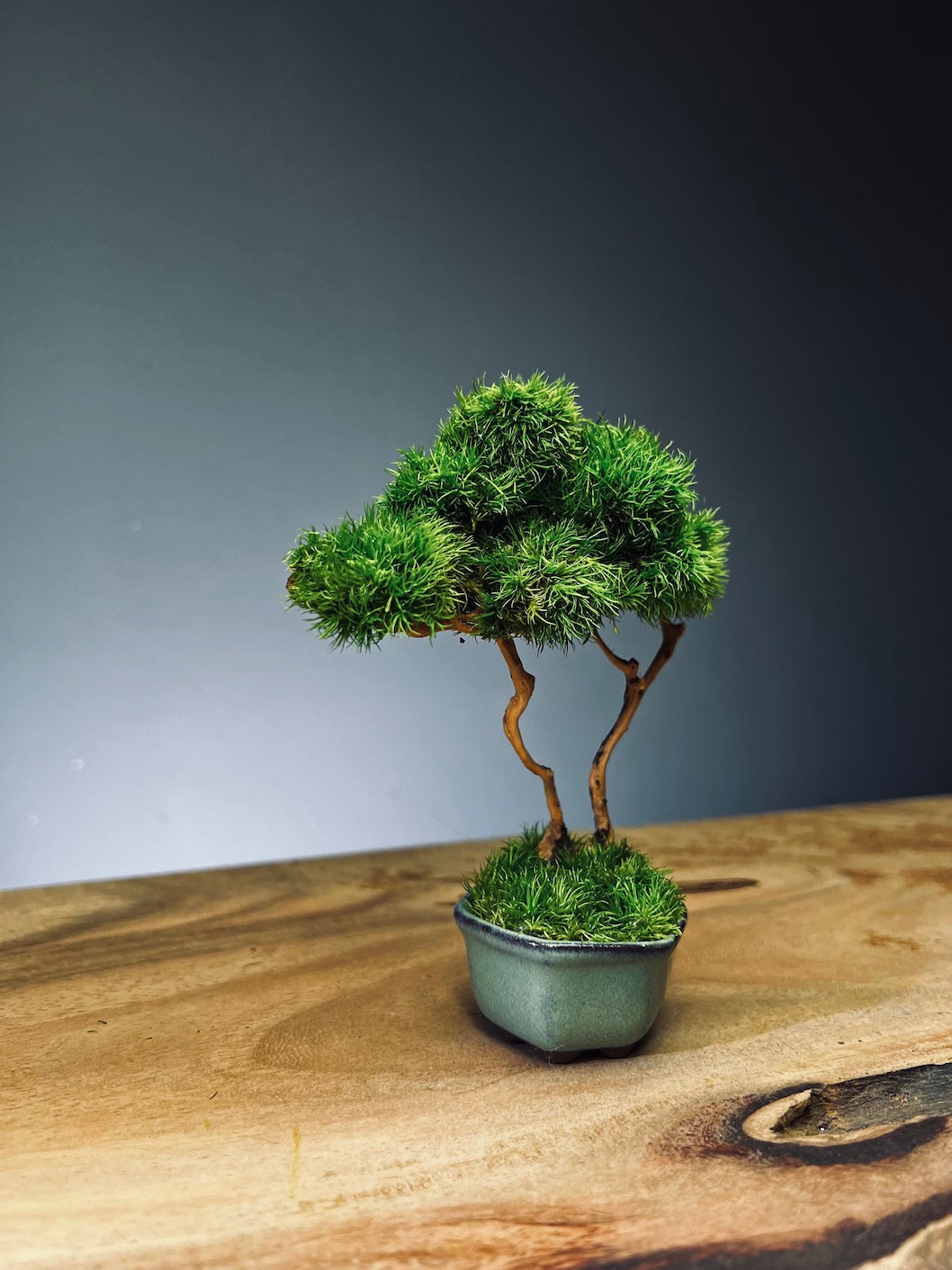 A Small Tree in the East - Classic edition (Preserved Plants)