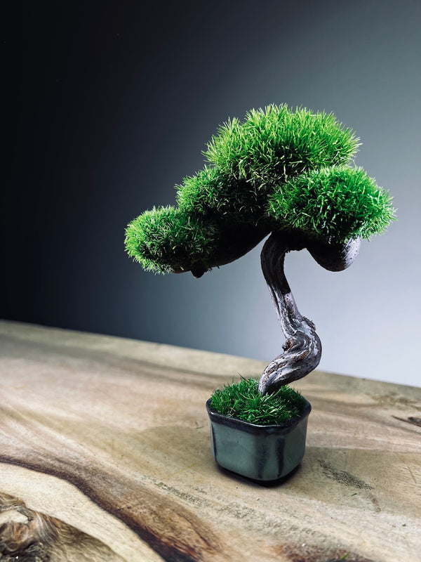 A Small Tree in the East - Classic - Rosewood edition (Preserved Plants)