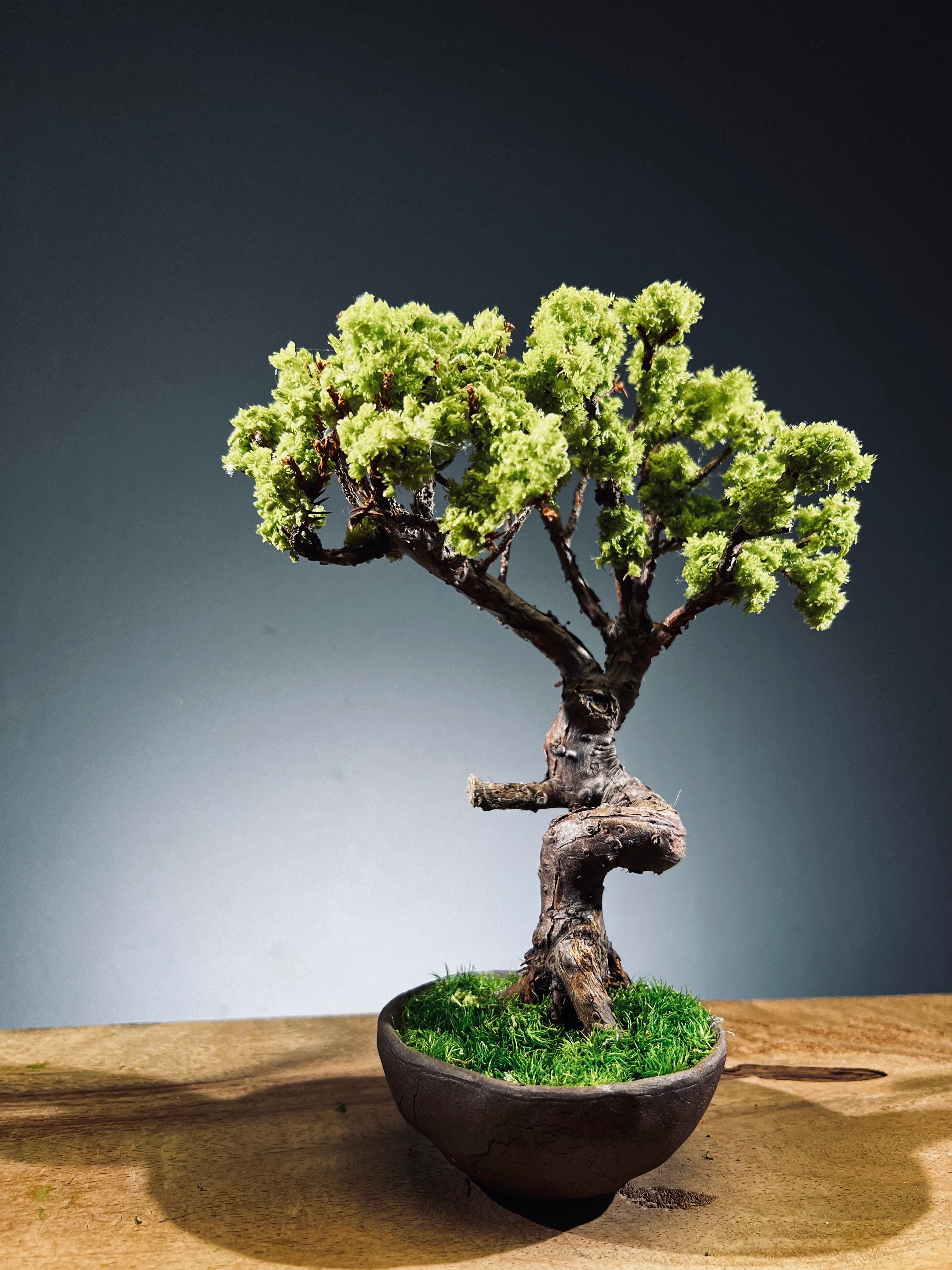 Juniper by the Winding Path - Teen (Preserved Plants)