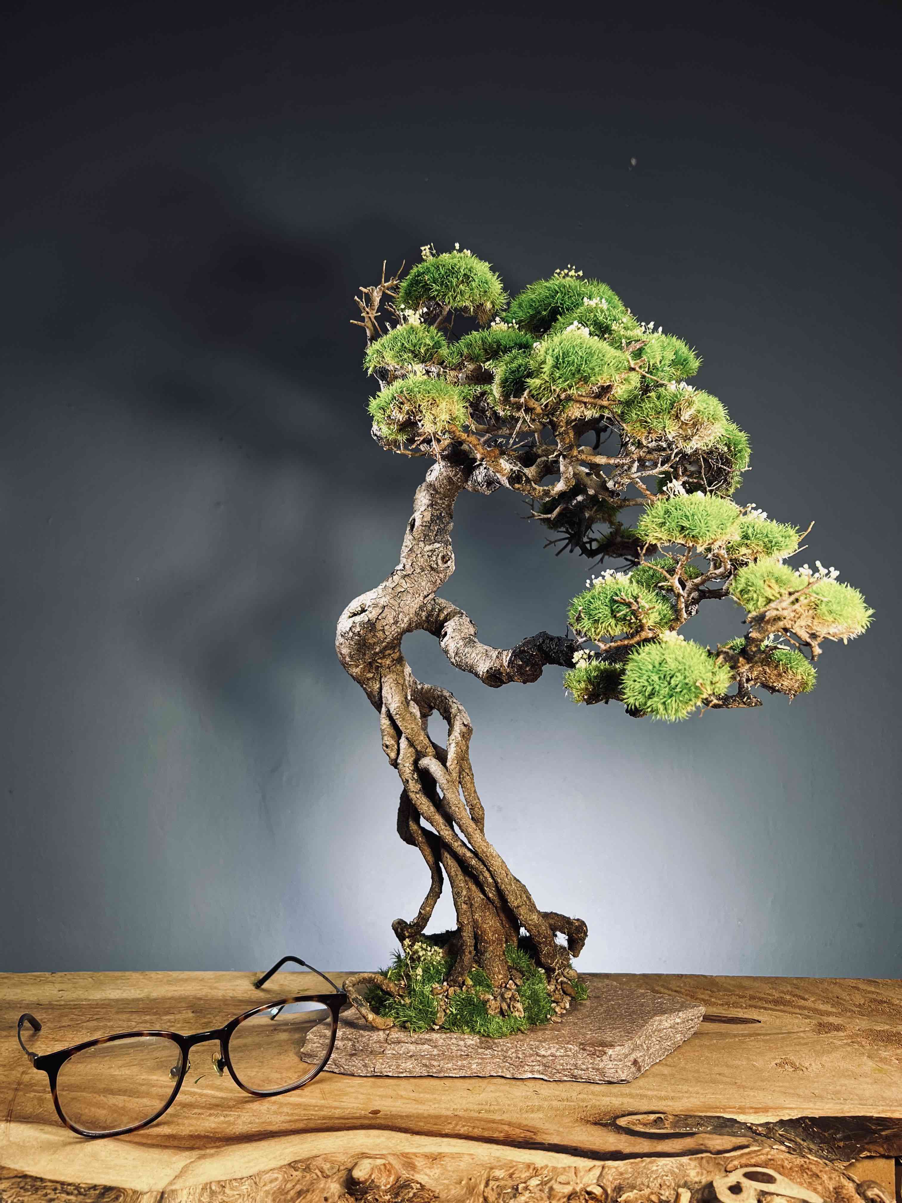 Lone Pine - Mid Summer (Preserved Plants)