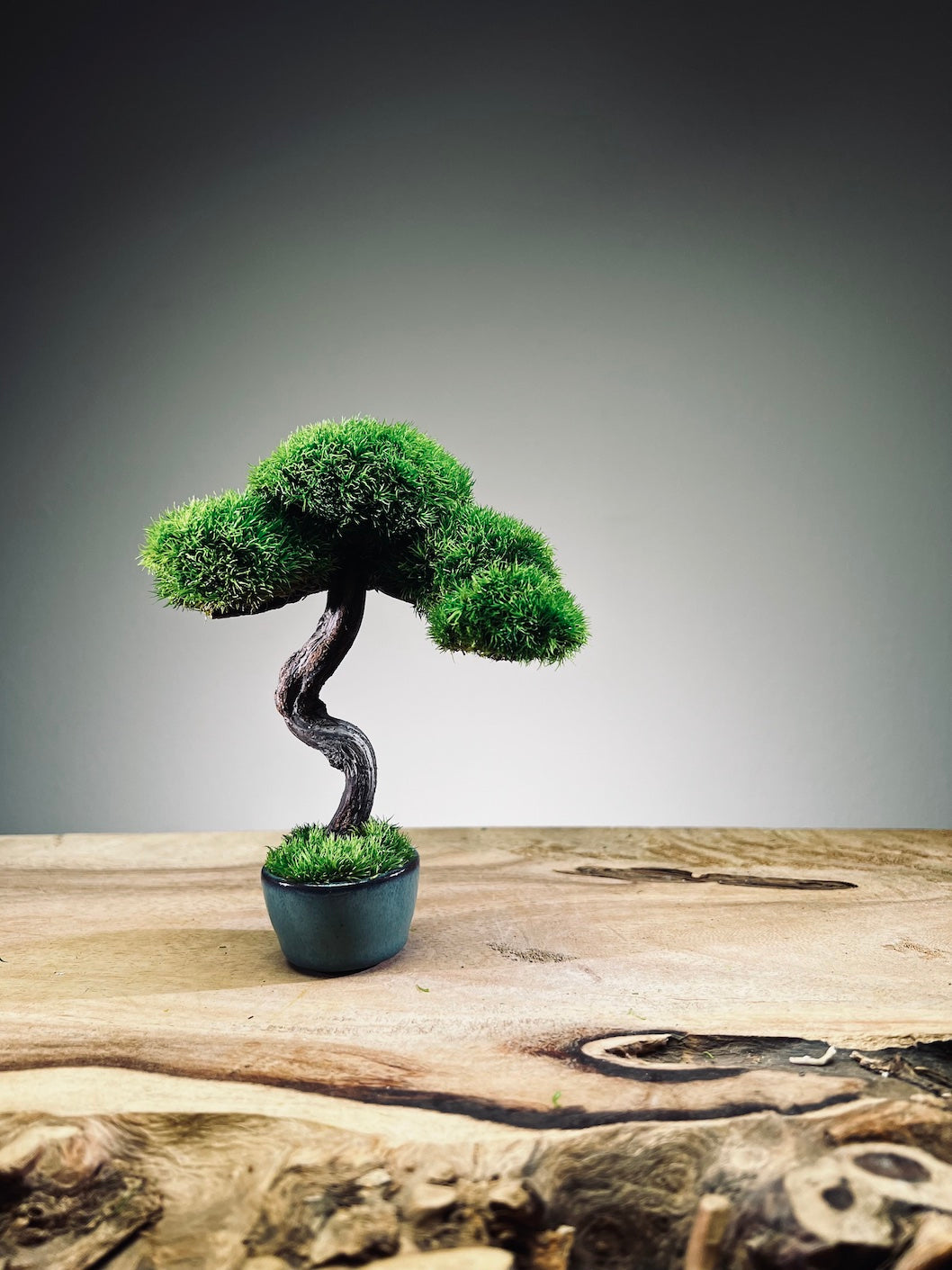 A Small Tree in the East - Classic - Rosewood edition (Preserved Plants)