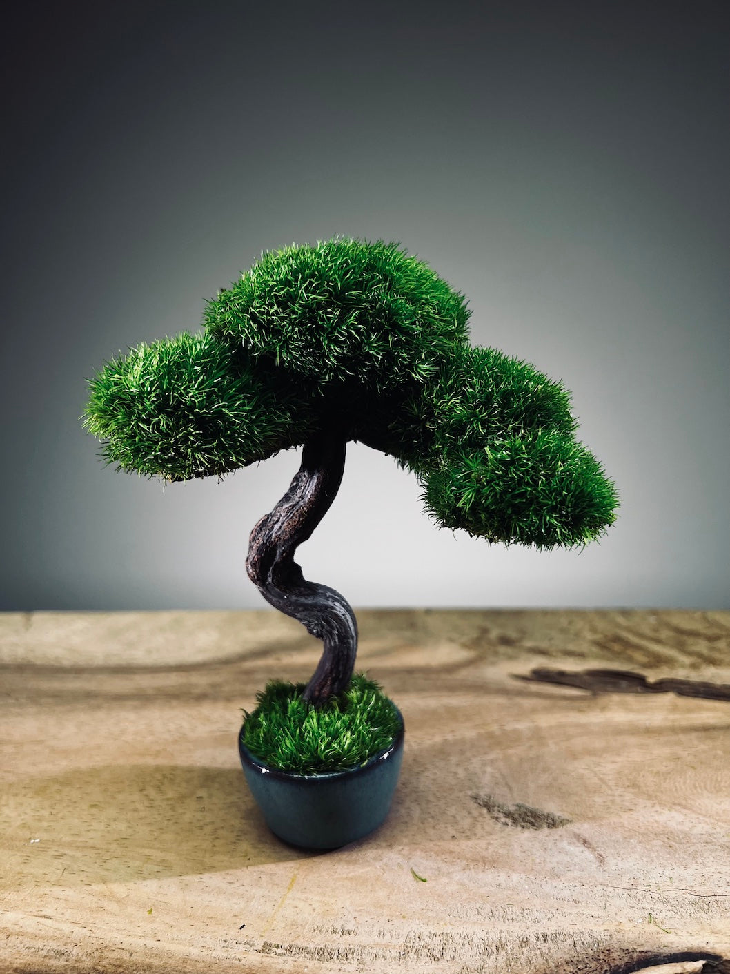 A Small Tree in the East - Classic - Rosewood edition (Preserved Plants)