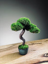 A Small Tree in the East - Classic - Rosewood edition (Preserved Plants)