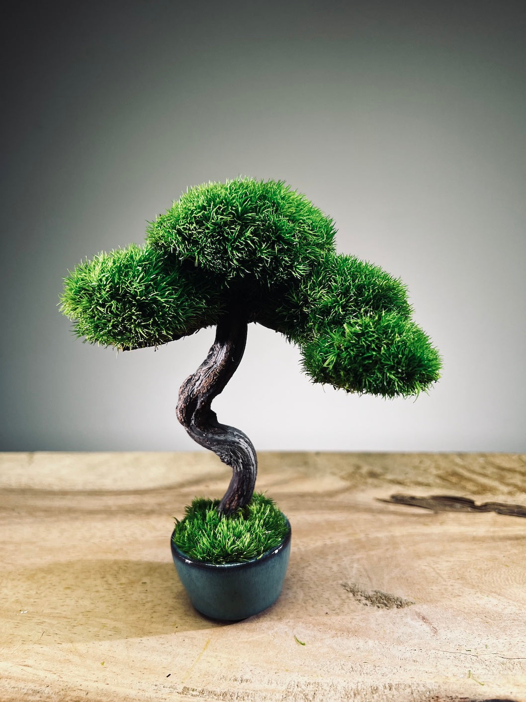 A Small Tree in the East - Classic - Rosewood edition (Preserved Plants)