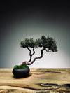 Juniper by the Winding Path - Twins (Preserved Plants)