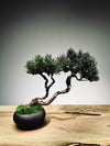 Juniper by the Winding Path - Twins (Preserved Plants)