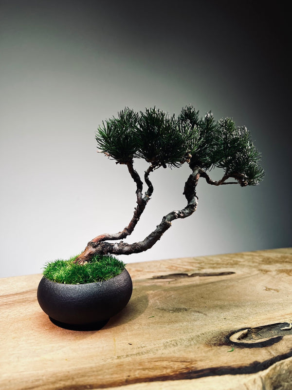 Juniper by the Winding Path - Twins (Preserved Plants)