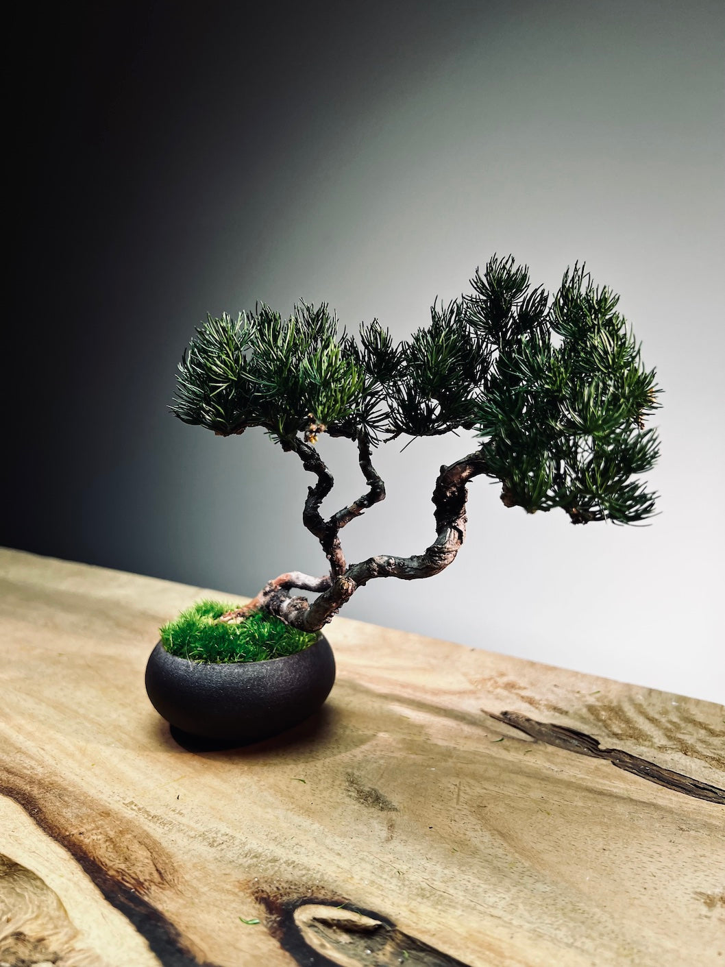 Juniper by the Winding Path - Twins (Preserved Plants)