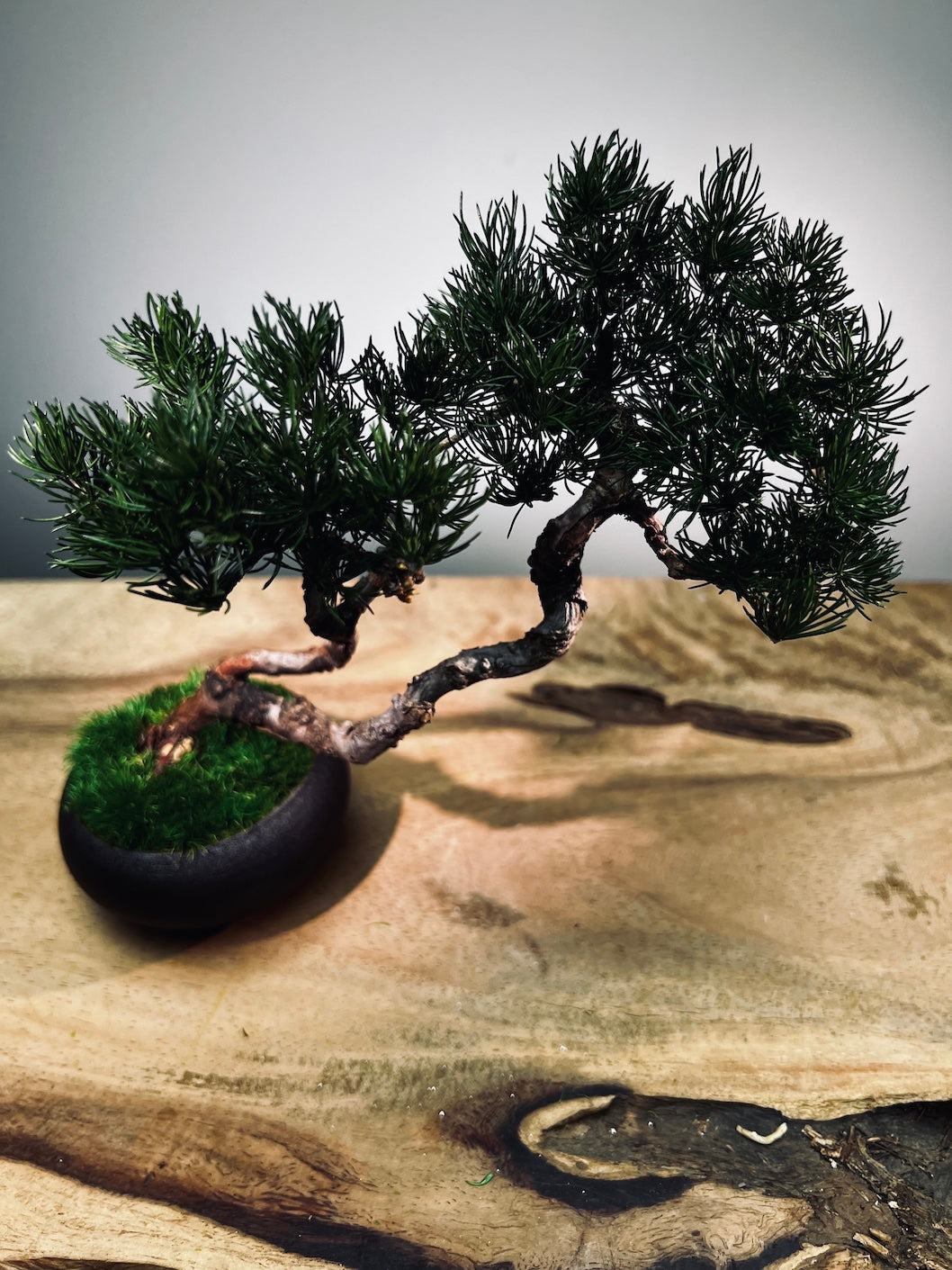 Juniper by the Winding Path - Twins (Preserved Plants)