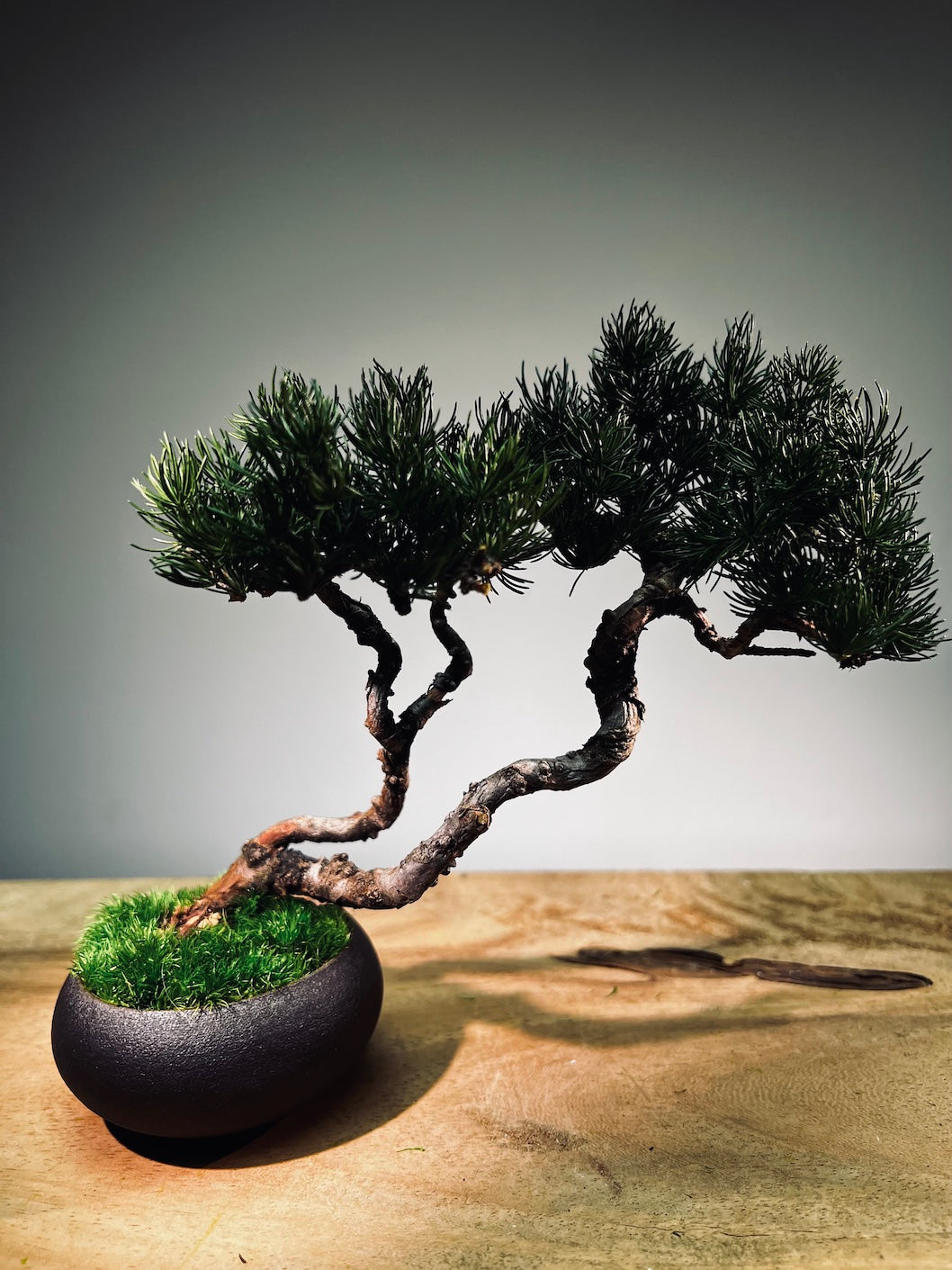 Juniper by the Winding Path - Twins (Preserved Plants)