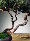 Juniper by the Winding Path - Twins (Preserved Plants)