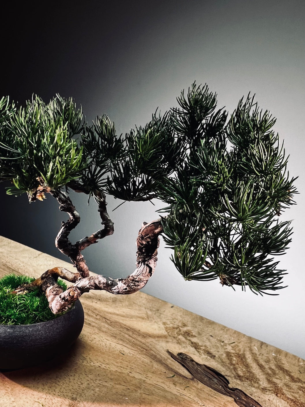 Juniper by the Winding Path - Twins (Preserved Plants)