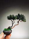 Juniper by the Winding Path - Twins (Preserved Plants)