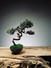 Juniper by the Winding Path - Grace (Preserved Plants)