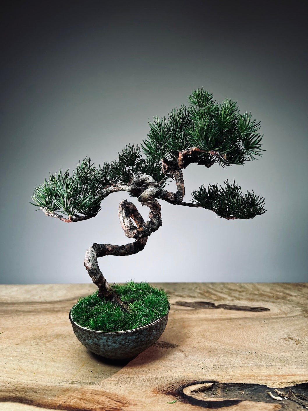 Juniper by the Winding Path - Grace (Preserved Plants)