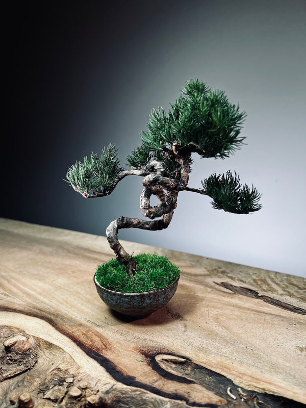 Juniper by the Winding Path - Grace (Preserved Plants)