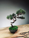 Juniper by the Winding Path - Grace (Preserved Plants)