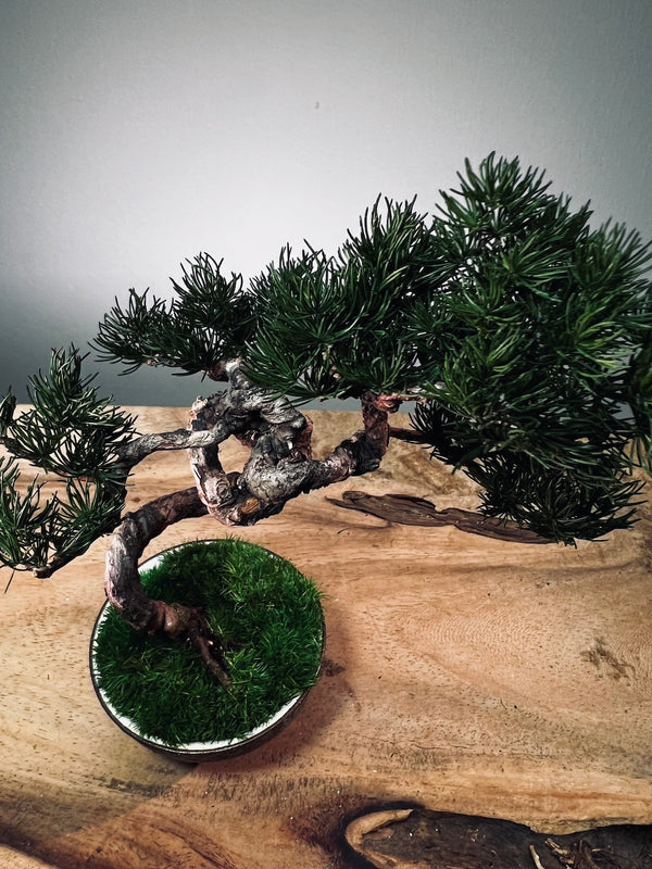 Juniper by the Winding Path - Grace (Preserved Plants)