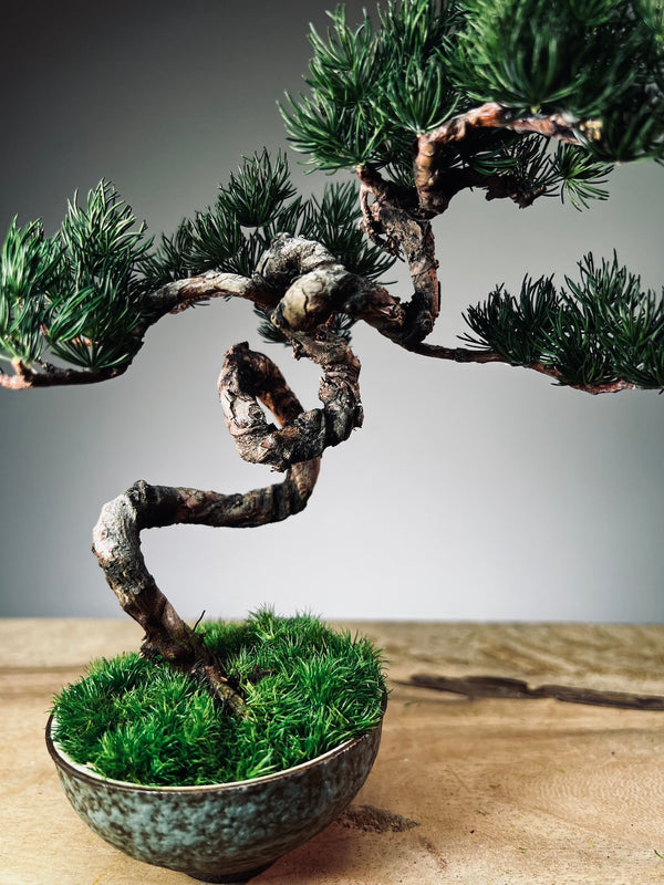 Juniper by the Winding Path - Grace (Preserved Plants)