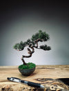 Juniper by the Winding Path - Grace (Preserved Plants)