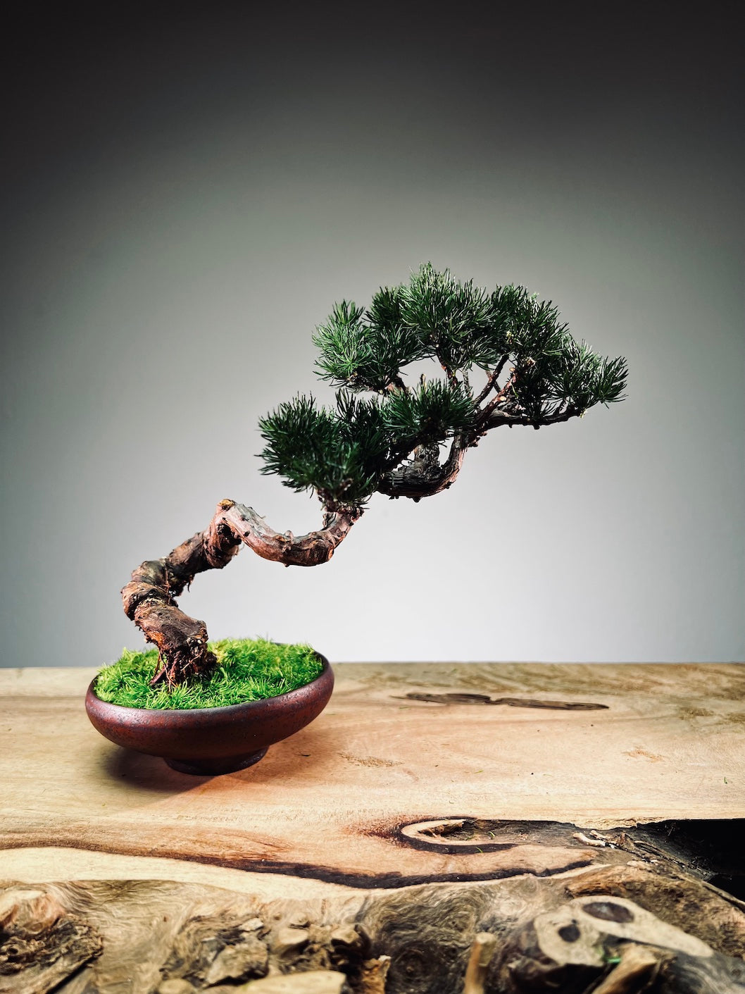 Juniper by the Winding Path - Classics (Preserved Plants)