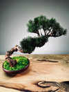 Juniper by the Winding Path - Classics (Preserved Plants)