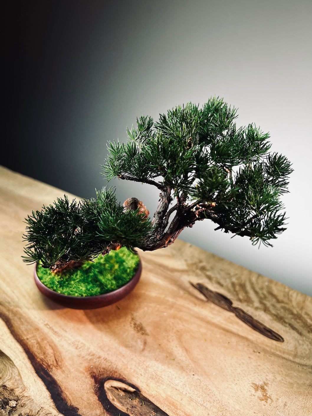 Juniper by the Winding Path - Classics (Preserved Plants)