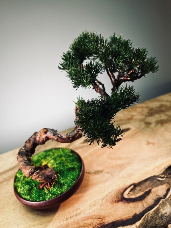 Juniper by the Winding Path - Classics (Preserved Plants)