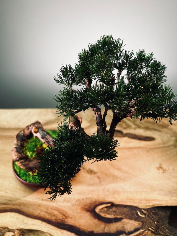 Juniper by the Winding Path - Classics (Preserved Plants)