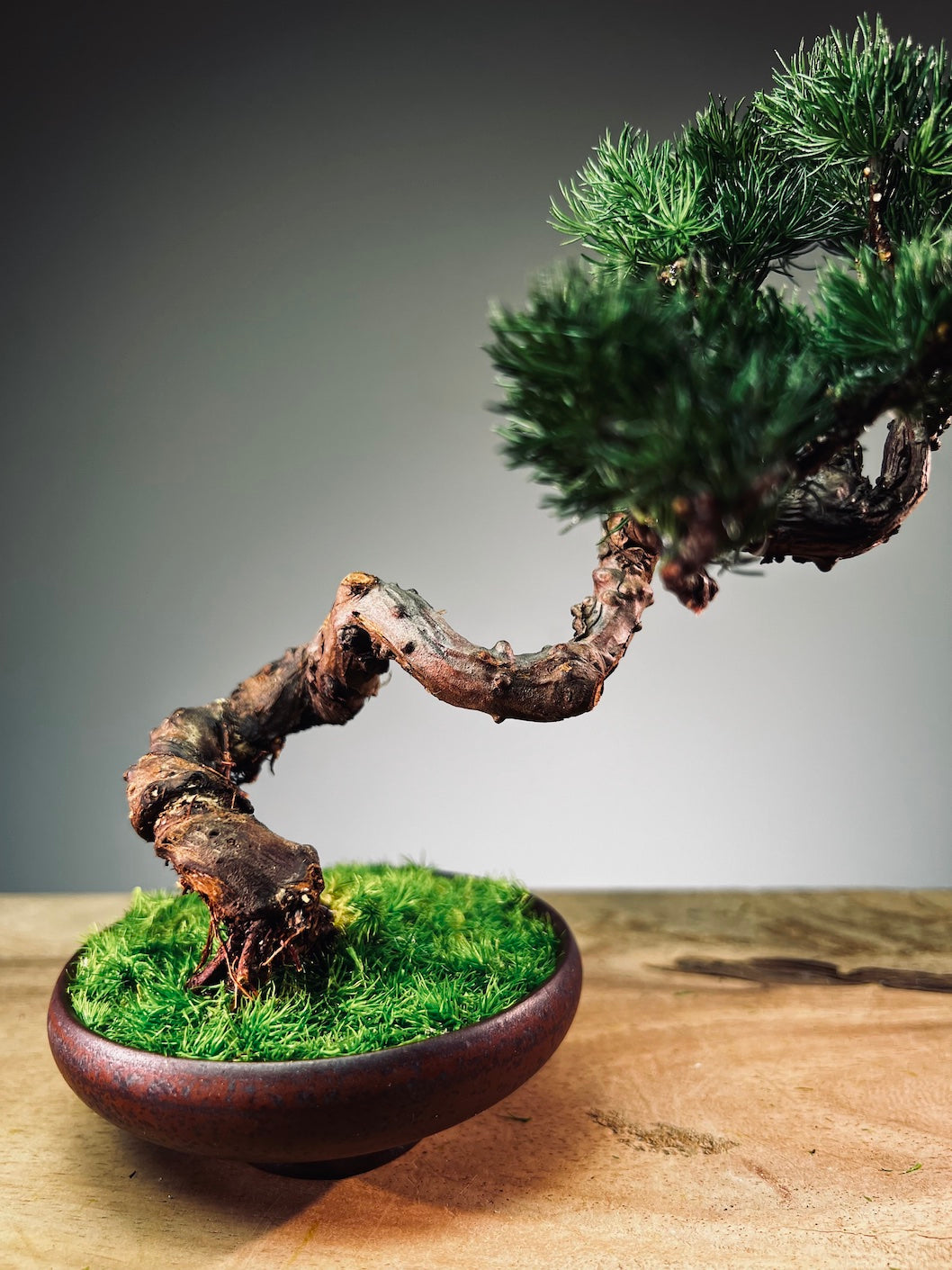 Juniper by the Winding Path - Classics (Preserved Plants)