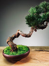 Juniper by the Winding Path - Classics (Preserved Plants)