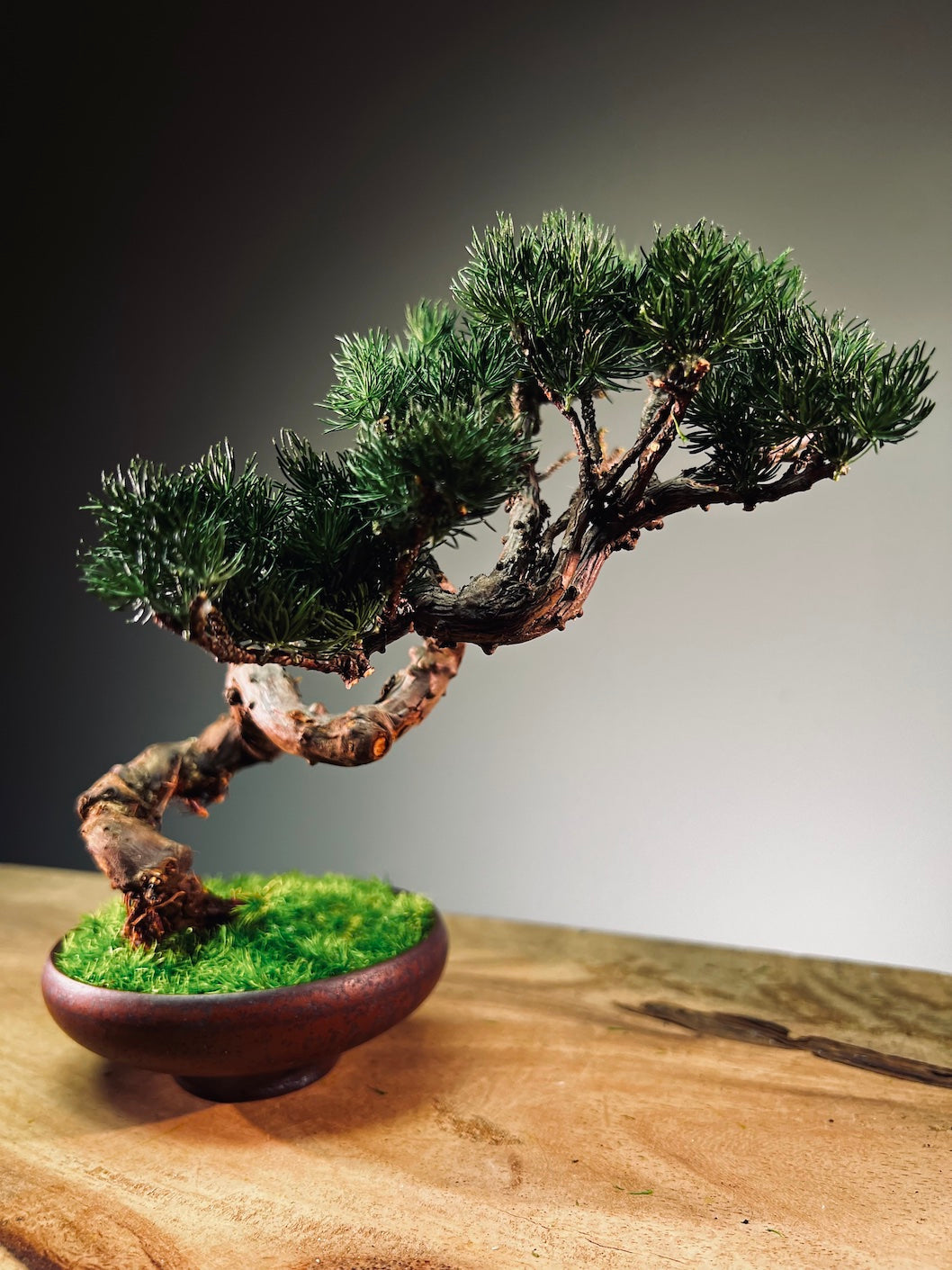 Juniper by the Winding Path - Classics (Preserved Plants)