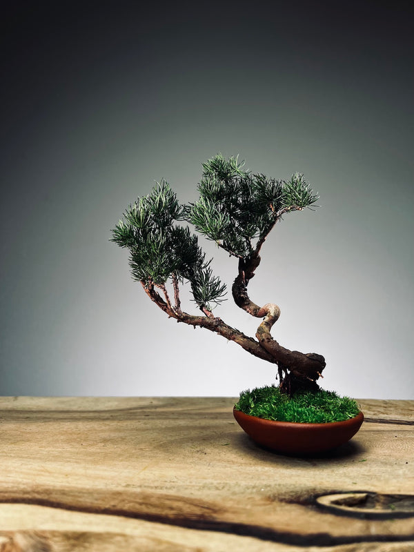 Juniper by the Winding Path - Atom (Preserved Plants)