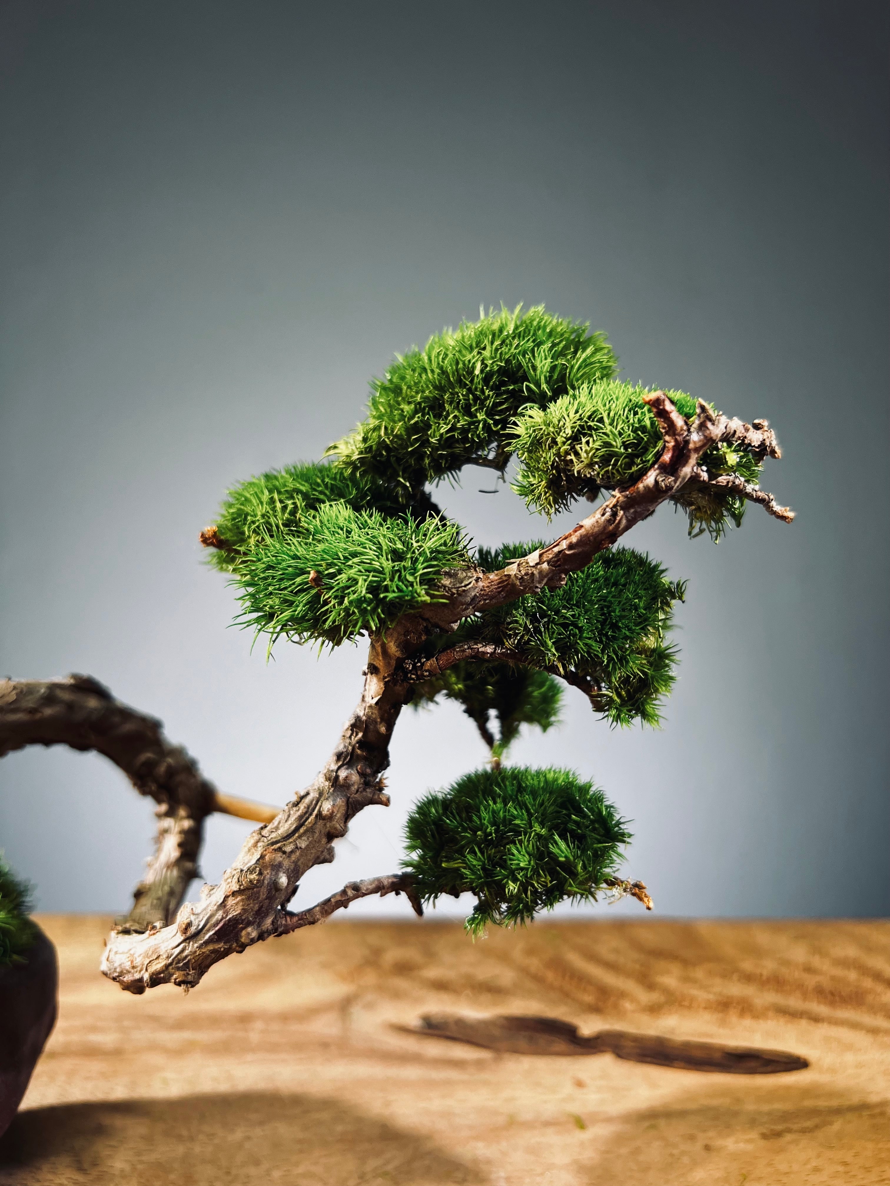 Juniper by the Winding Path - Handmade Clay edition (Preserved Plants)