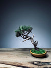 Juniper by the Winding Path - Atom (Preserved Plants)