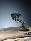 Juniper by the Winding Path - Atom (Preserved Plants)