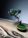 Juniper by the Winding Path - Atom (Preserved Plants)