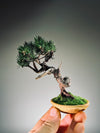 Juniper by the Winding Path - Atom (Preserved Plants)