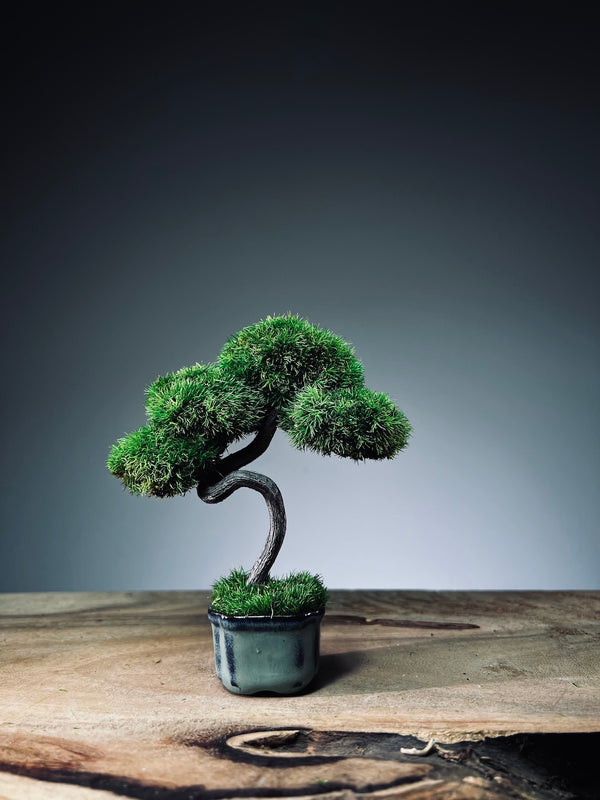 A Small Tree in the East - Classic - Rosewood edition (Preserved Plants)