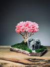 A Small Tree in the East - Sakura - Trio of Everjoy (Preserved Plants)