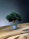 A Small Tree in the East - Pine (Preserved Plants)