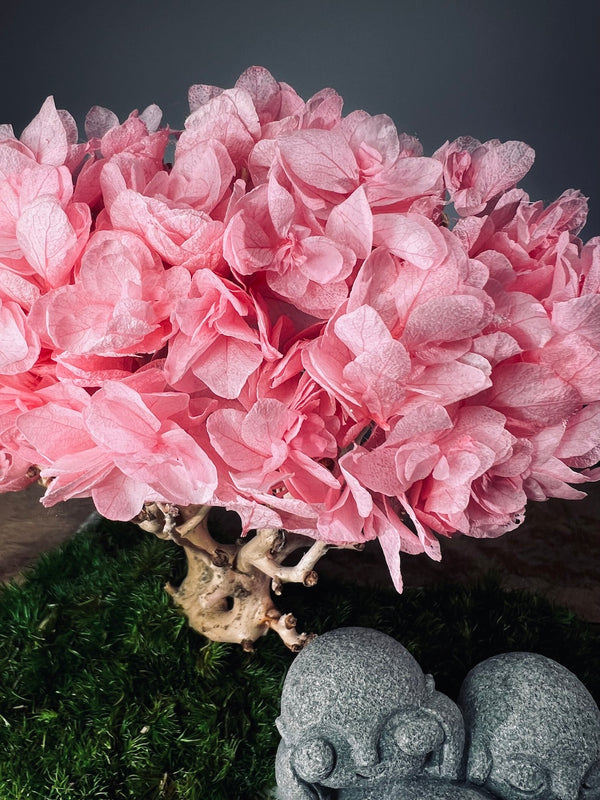 A Small Tree in the East - Sakura - Trio of Everjoy (Preserved Plants)