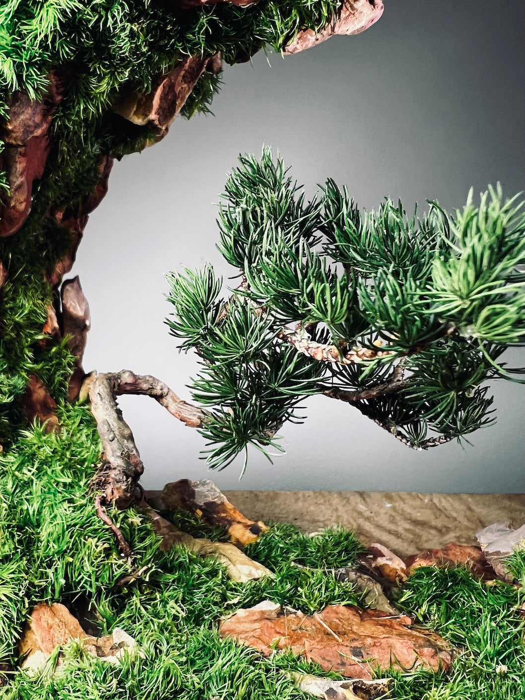 Half-Moon Bay - Crescent - Juniper (Preserved Plants)