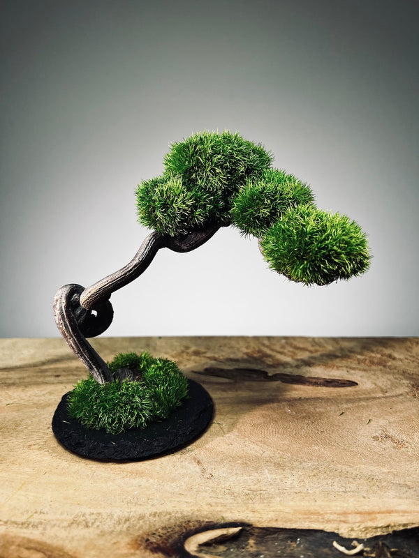 A Small Tree in the East - Classic - Rosewood edition (Preserved Plants)