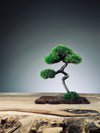 A Small Tree in the East - Classic - Rosewood edition (Preserved Plants)