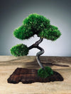 A Small Tree in the East - Classic - Rosewood edition (Preserved Plants)